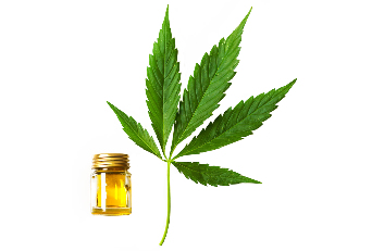 o óleo de cânhamo, como parte de Cannabis oil